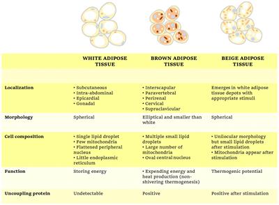 Food Ingredients Involved in White-to-Brown Adipose Tissue Conversion and in Calorie Burning